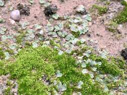 Image of Riccia lamellosa Raddi