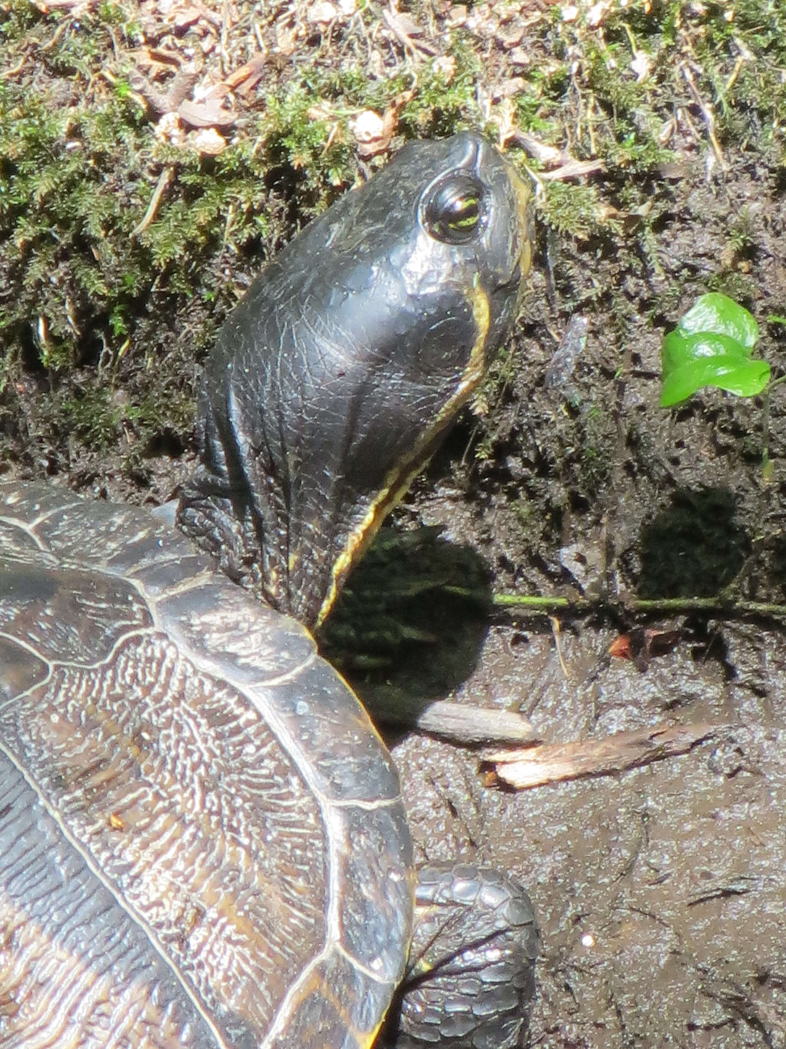 Image of yellow-bellied slider