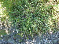 Image of Sesleria alba Sm.