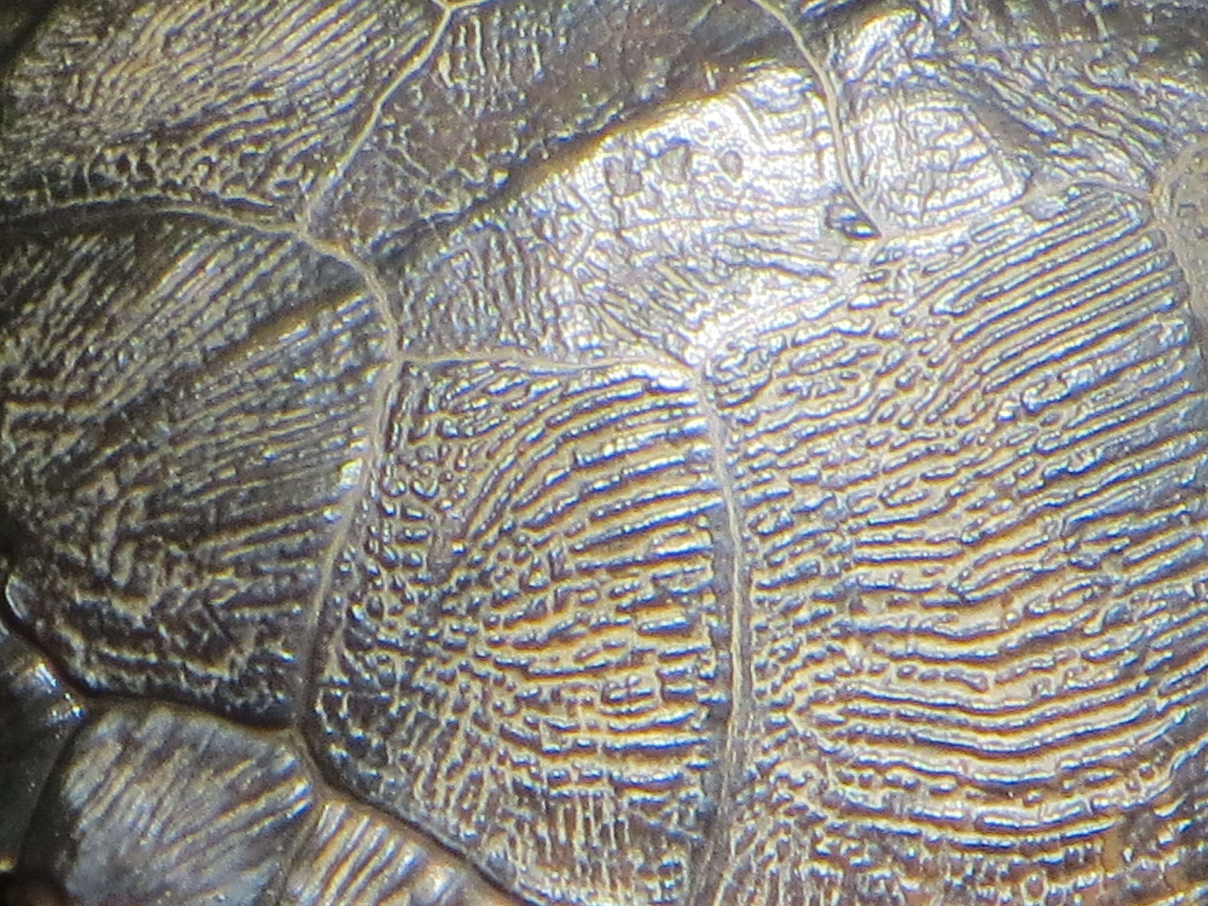 Image of yellow-bellied slider