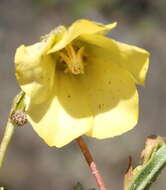 Image de Hermannia saccifera (Turcz.)