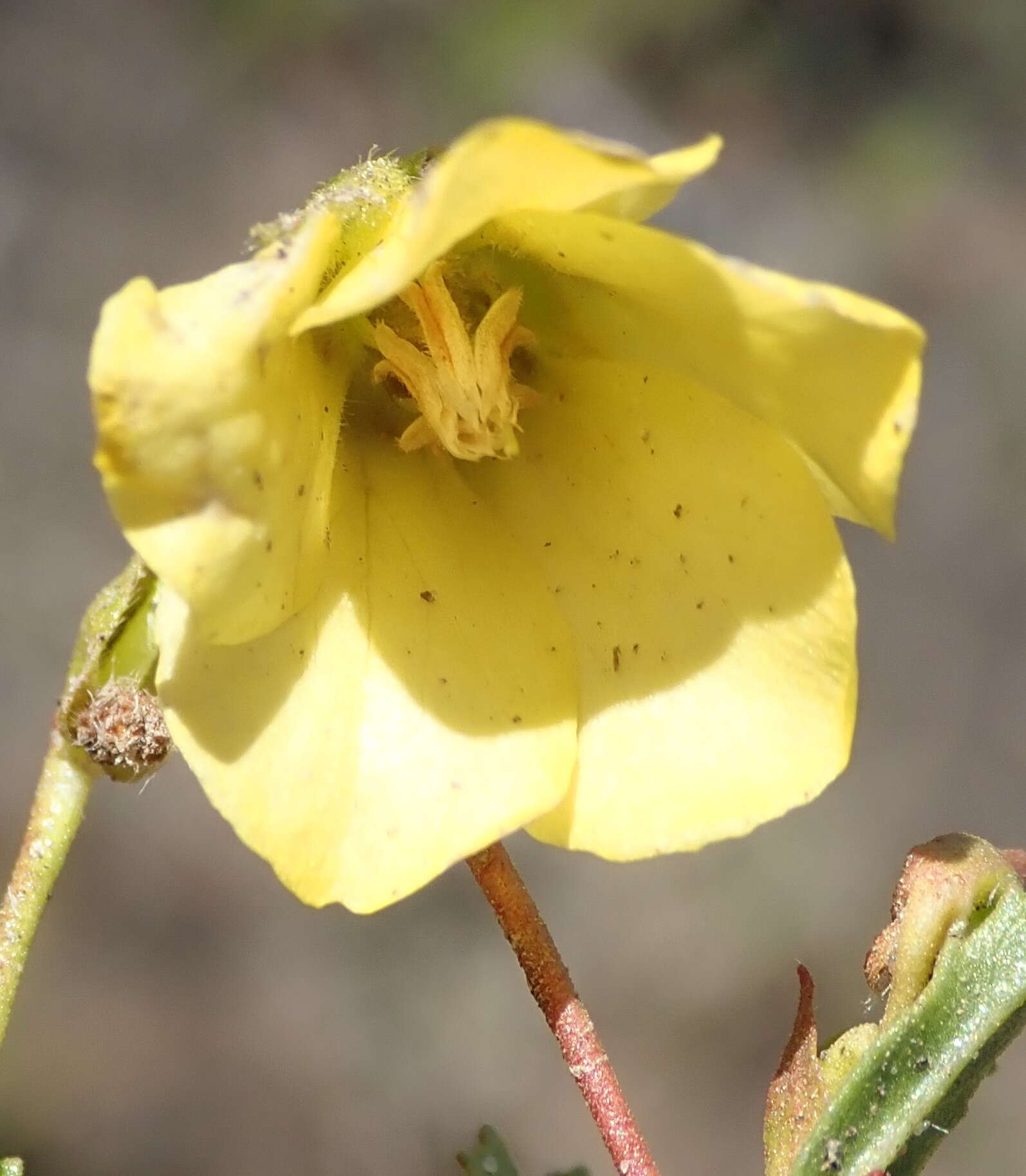 Image de Hermannia saccifera (Turcz.)