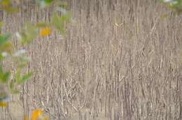 Image of Gray Mangrove