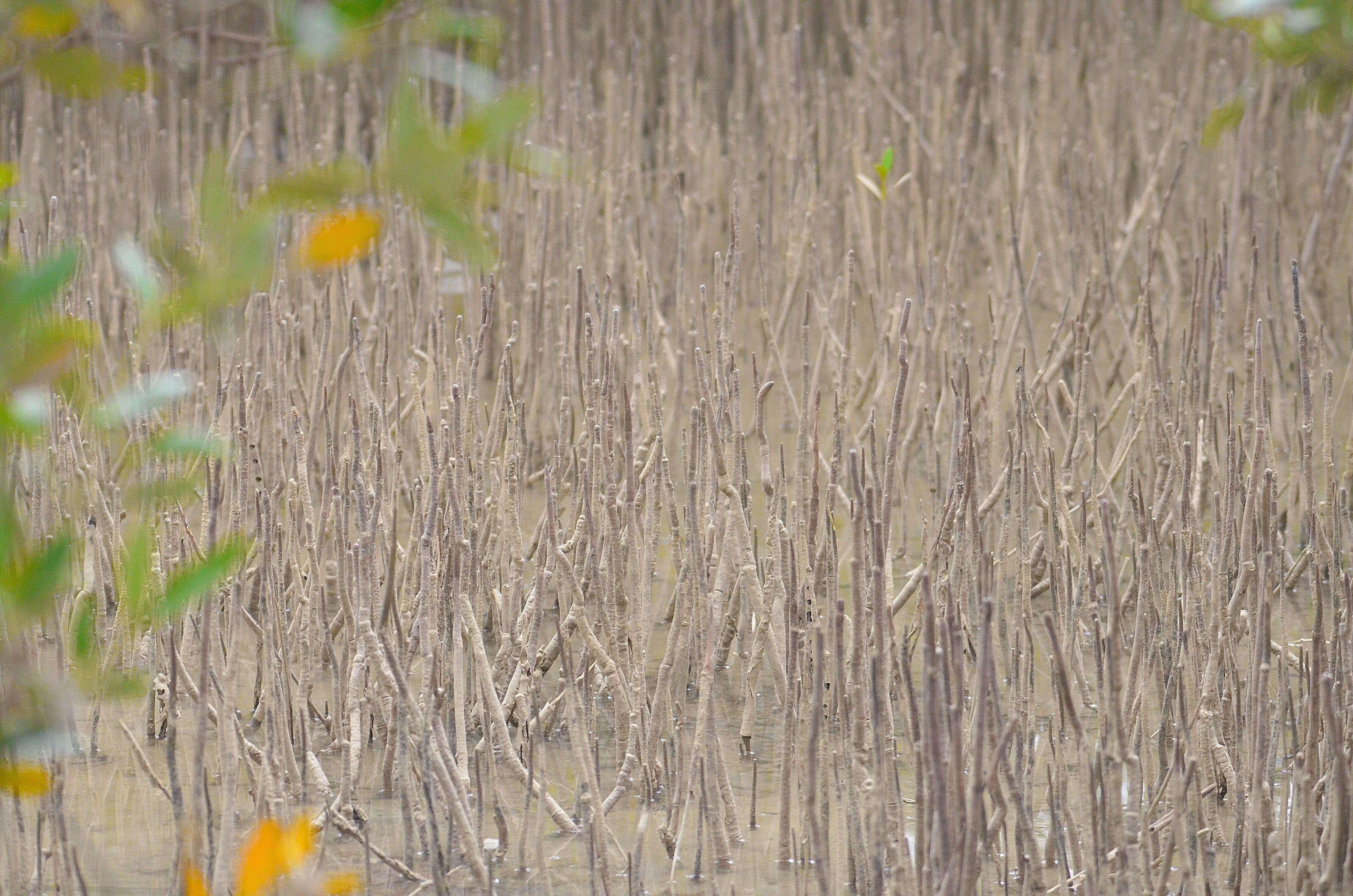 Image of Gray Mangrove