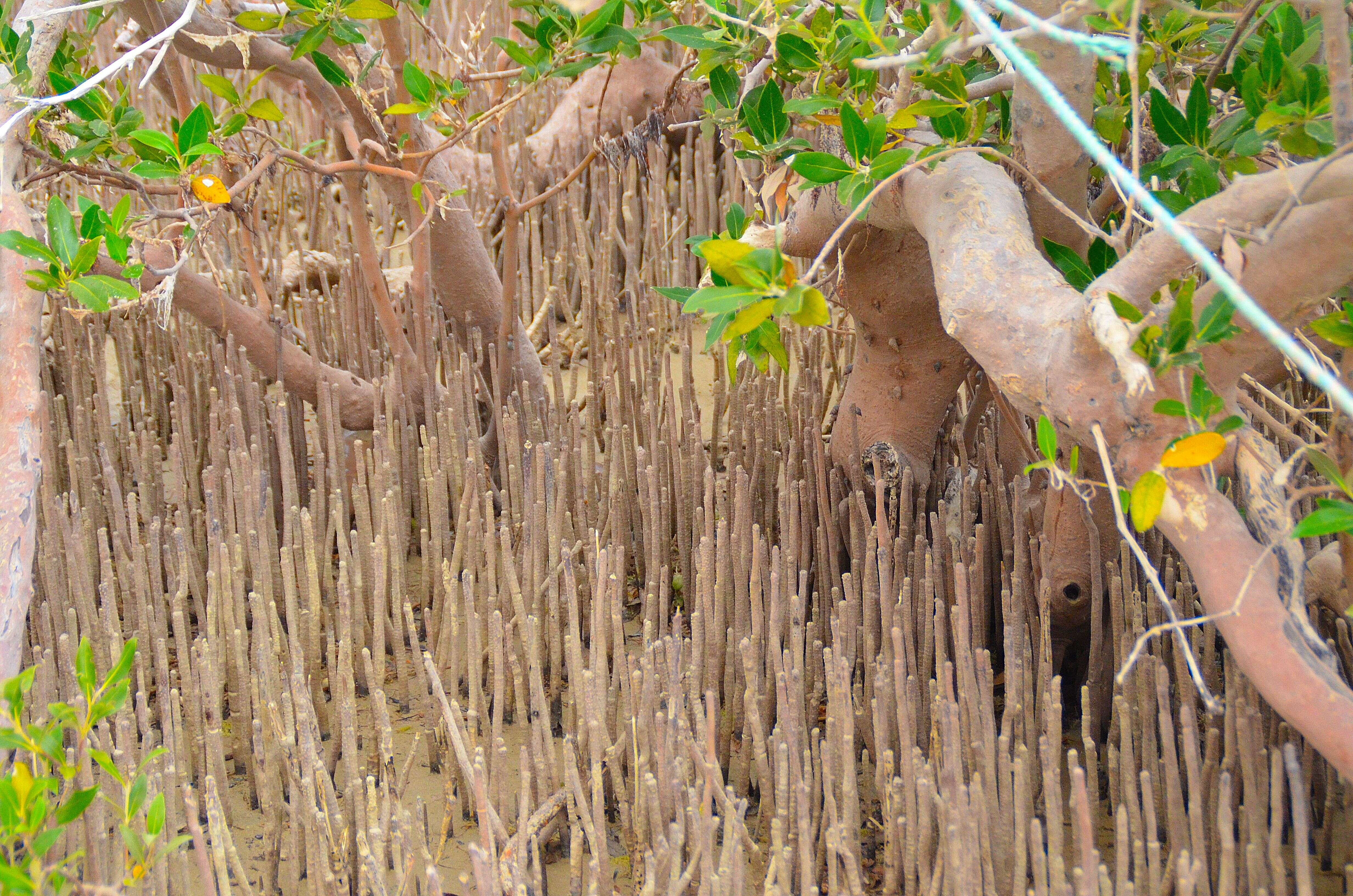 Image of Gray Mangrove