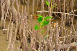 Image of Gray Mangrove