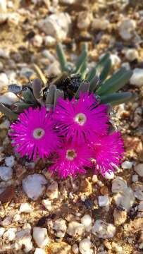 Image of Argyroderma fissum (Haw.) L. Bol.