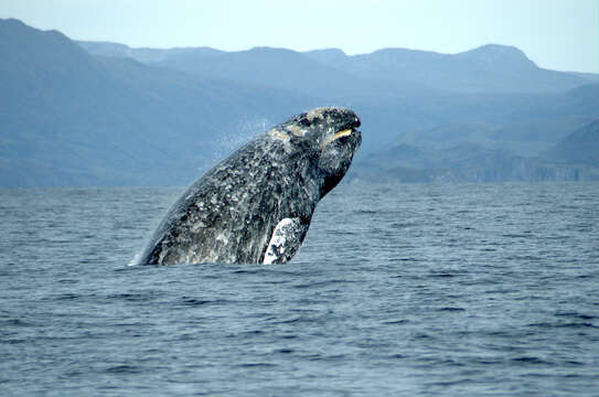 Image of gray whales