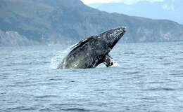 Image of gray whales