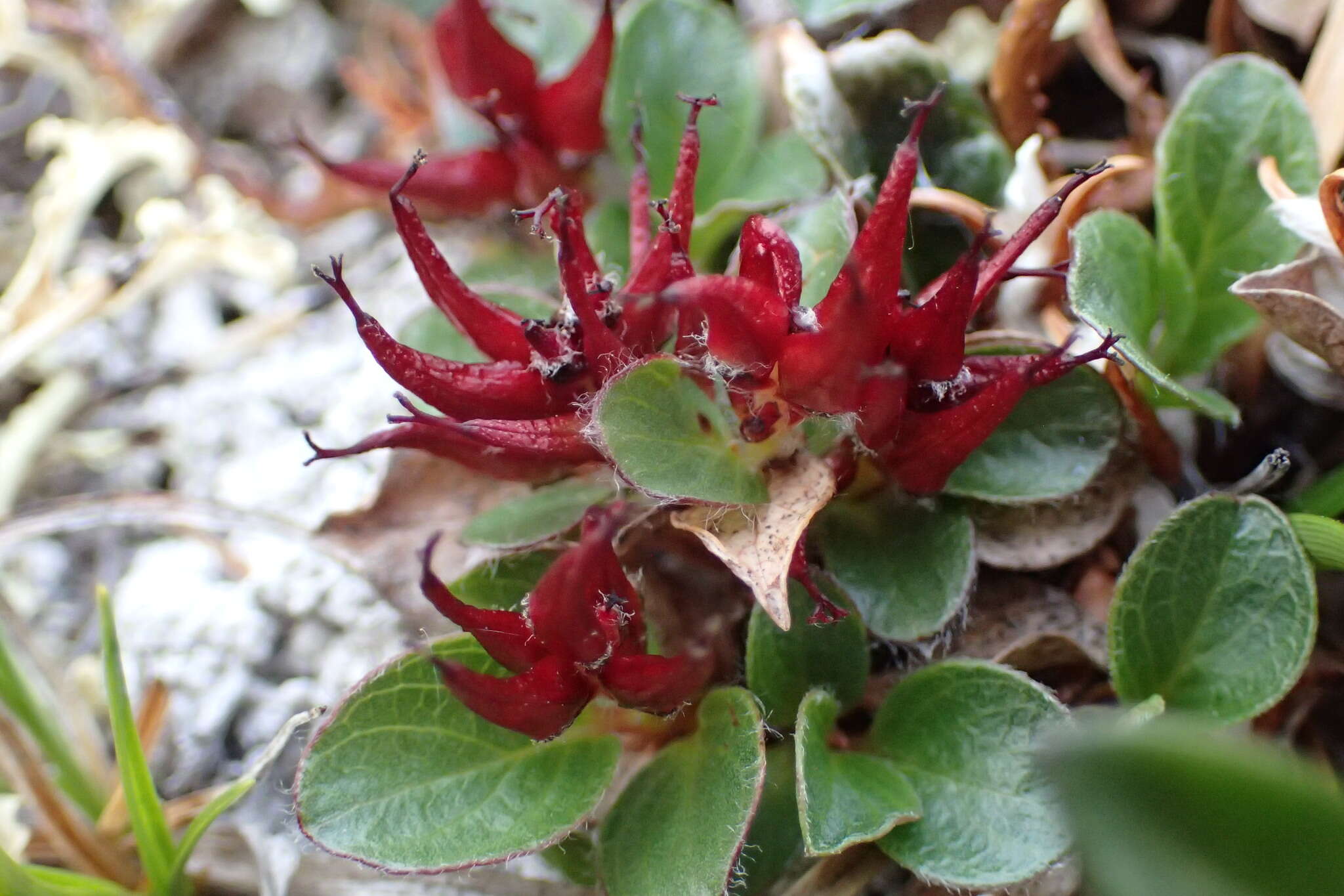 Sivun Salix rotundifolia Trautv. kuva