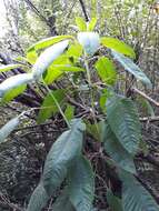 Image of Bolivian fuchsia