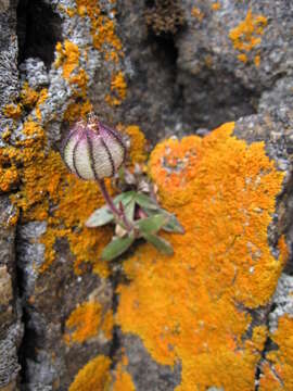 Image of apetalous catchfly