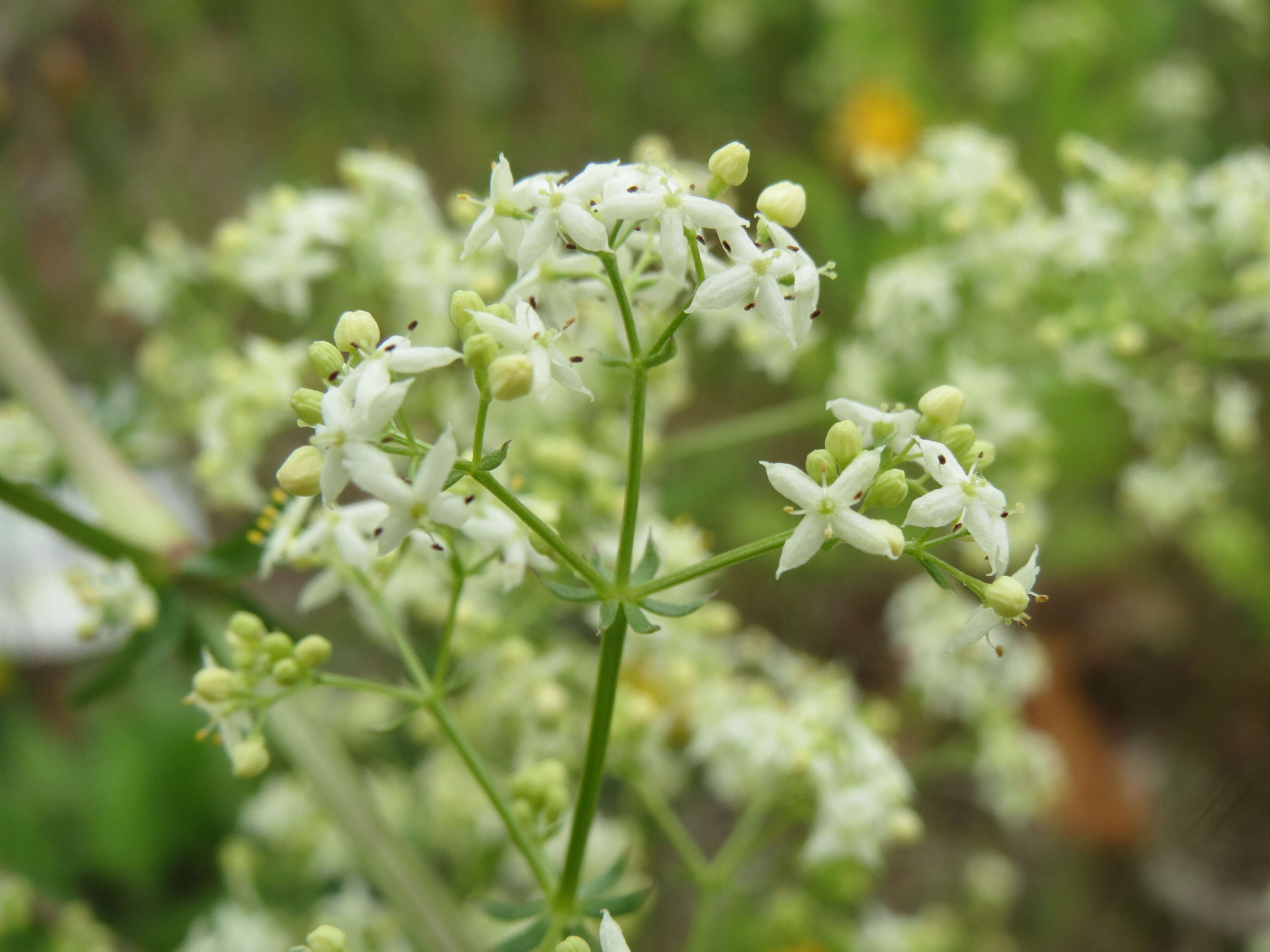 Image of White bedstraw