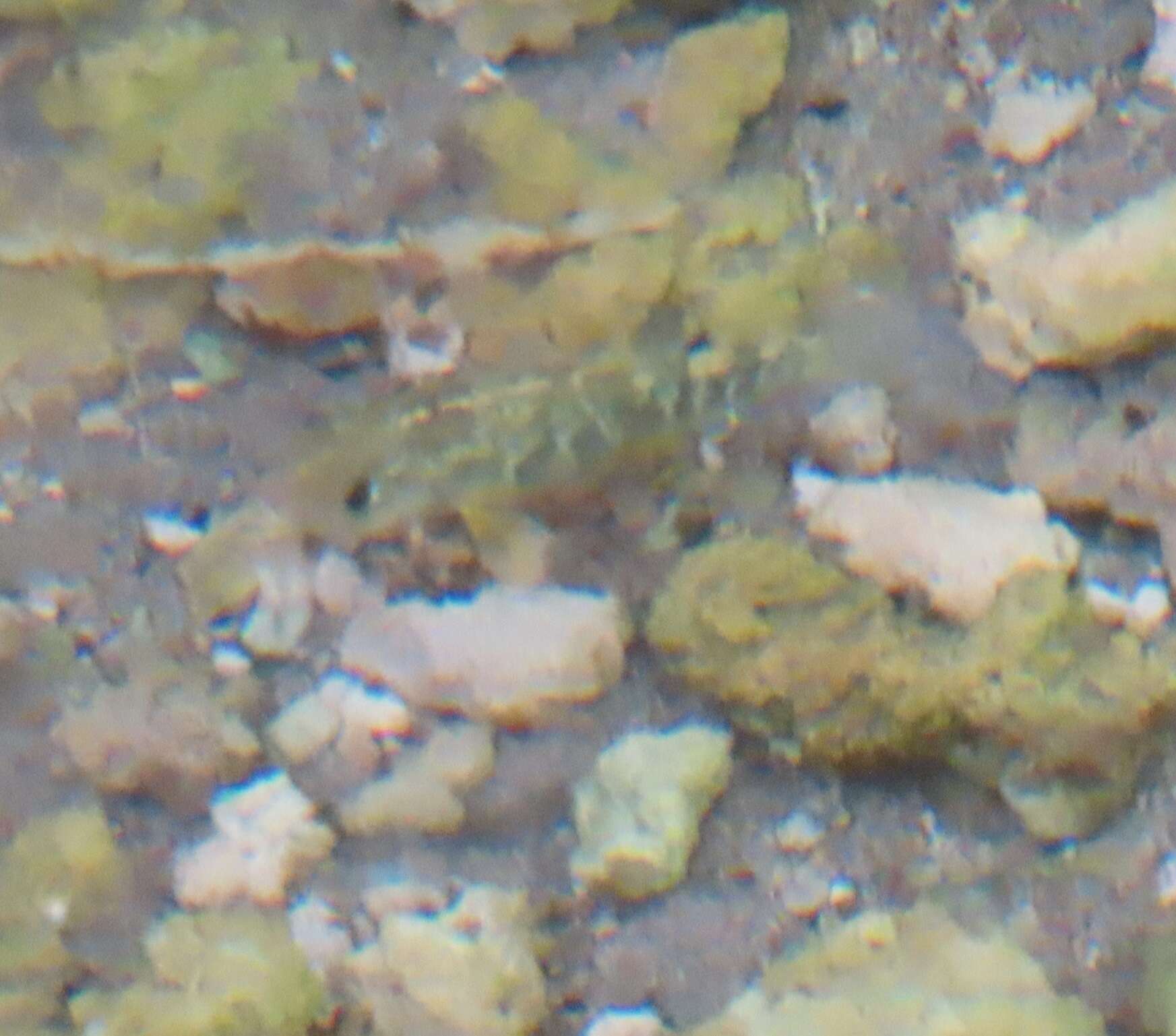 Image of Julimes pupfish