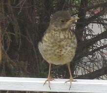 Image of thrushes