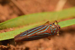 Image of Chlorogonalia losoplanensis (Schroder 1959)