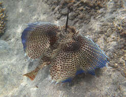 Image of Oriental flying gurnard