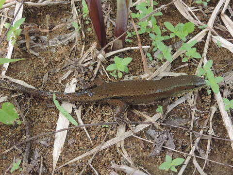 Imagem de Eutropis rudis (Boulenger 1887)