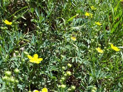 Image de Sibbaldianthe bifurca subsp. orientalis (Juz.) Kurtto & T. Erikss.