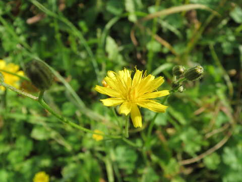 صورة Crepis biennis L.