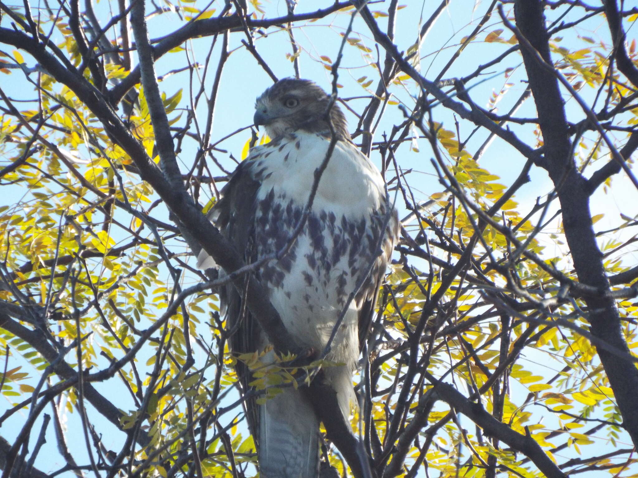 Image of Eastern Red-tailed Hawk