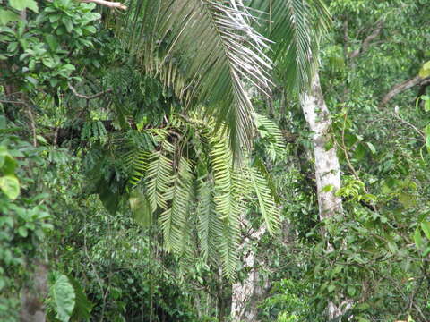 Image of Zamia pseudoparasitica J. Yates