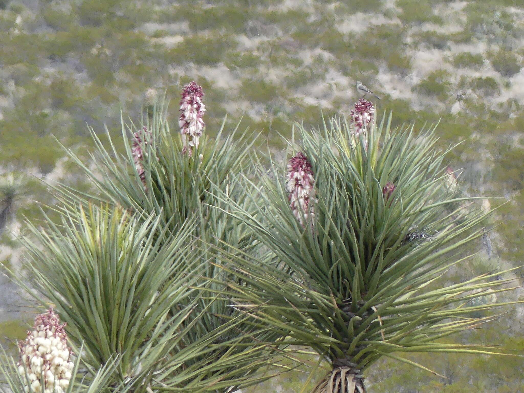 Sivun Yucca faxoniana Sarg. kuva