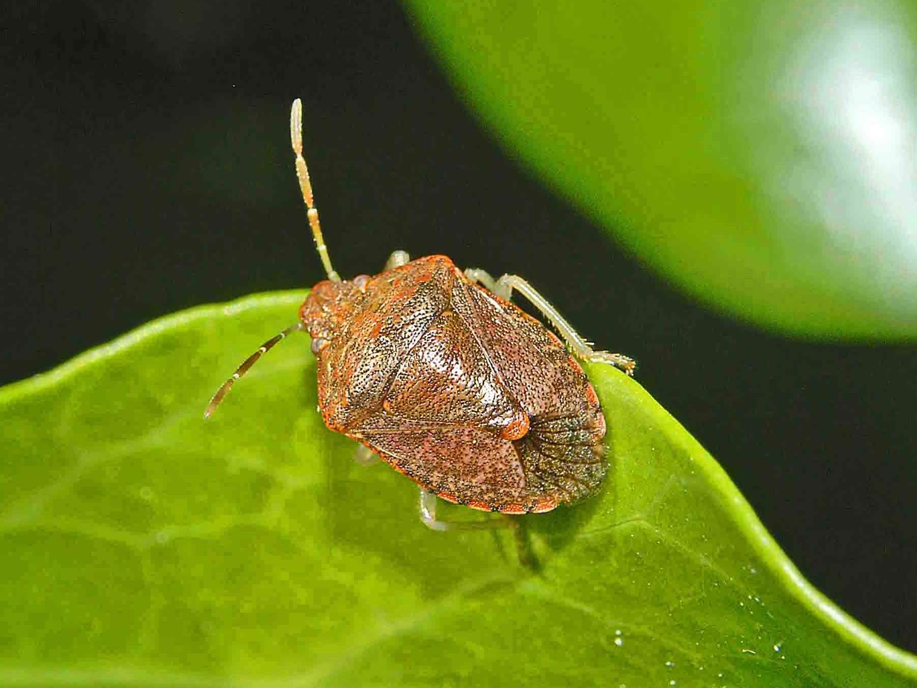 Image of Dryadocoris