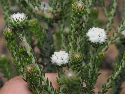 Image of Phylica stenantha Pillans