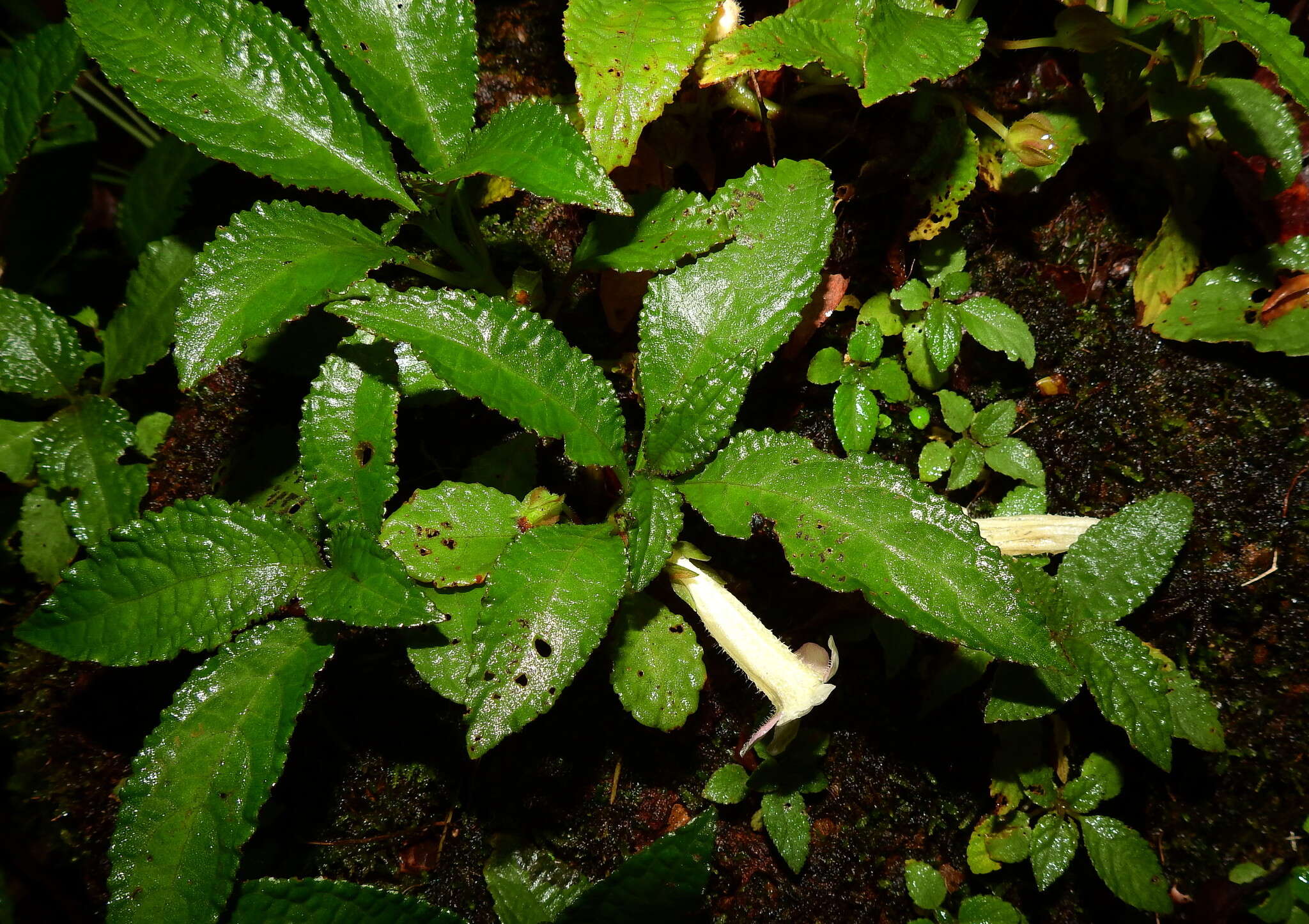 Image of Nautilocalyx mimuloides (Benth.) C. V. Morton