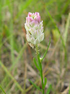 Image of blood milkwort