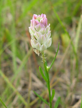 Image of blood milkwort