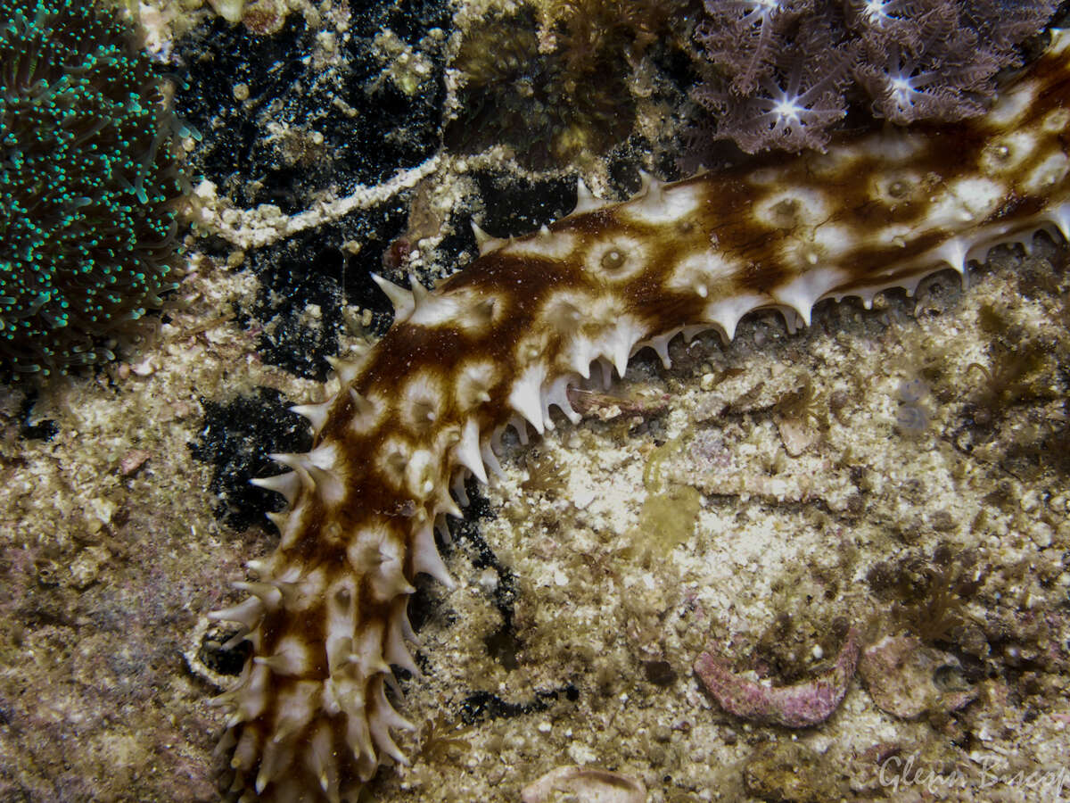 Image of Sand sifting sea cucumber