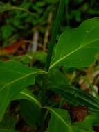 Image of Chelonanthus grandiflorus (Aubl.) E. Hassl.