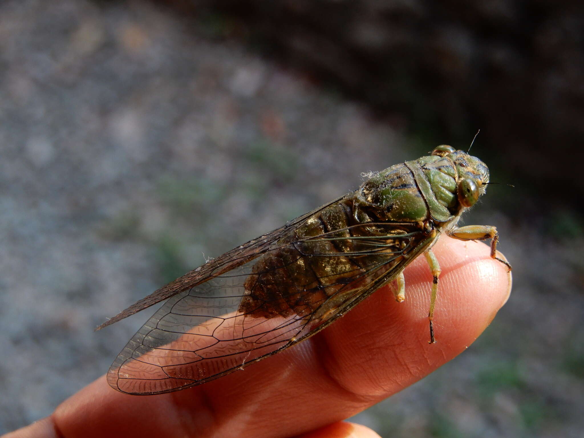 Image of Platylomia larus (Walker & F. 1858)