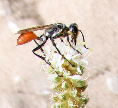 Image of Mud dauber