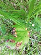 Imagem de Puccinia poarum Nielsen 1877