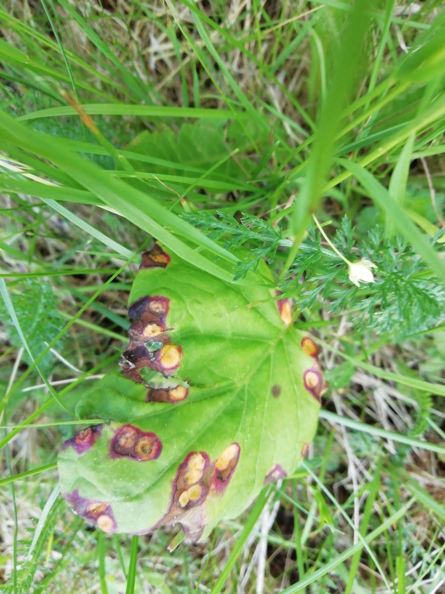 Imagem de Puccinia poarum Nielsen 1877