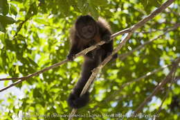 Image of Crested Capuchin