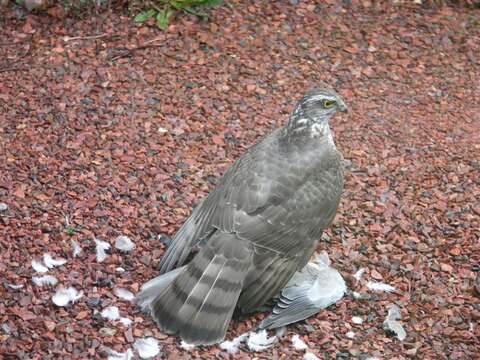 Image of Eurasian Sparrowhawk