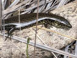 Image of Western Glossy Swamp Skink