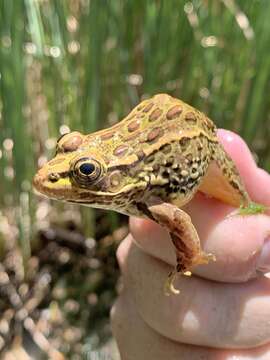 Image de Lithobates onca (Cope ex Yarrow 1875)