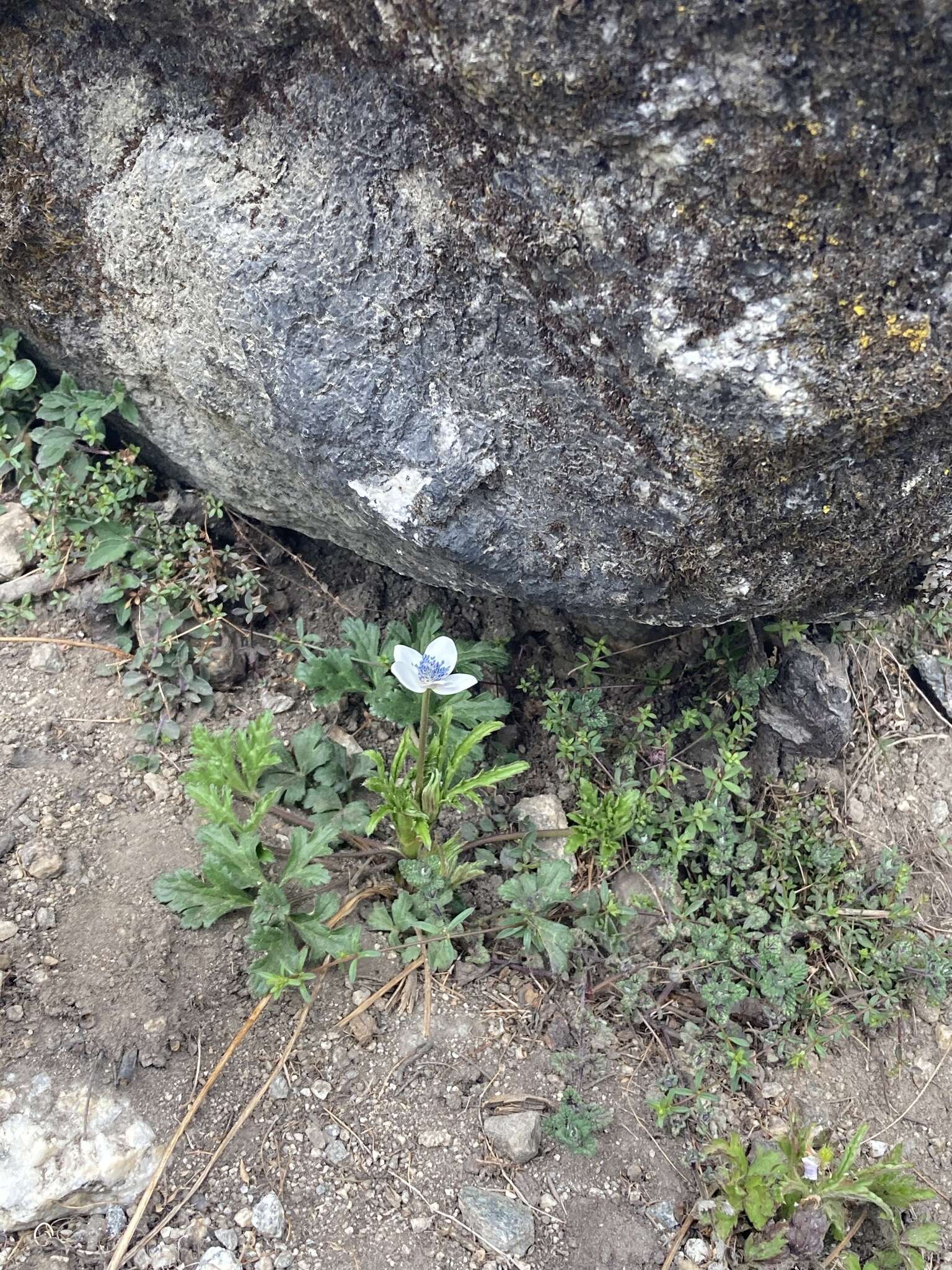 Image of Himalayan windflower