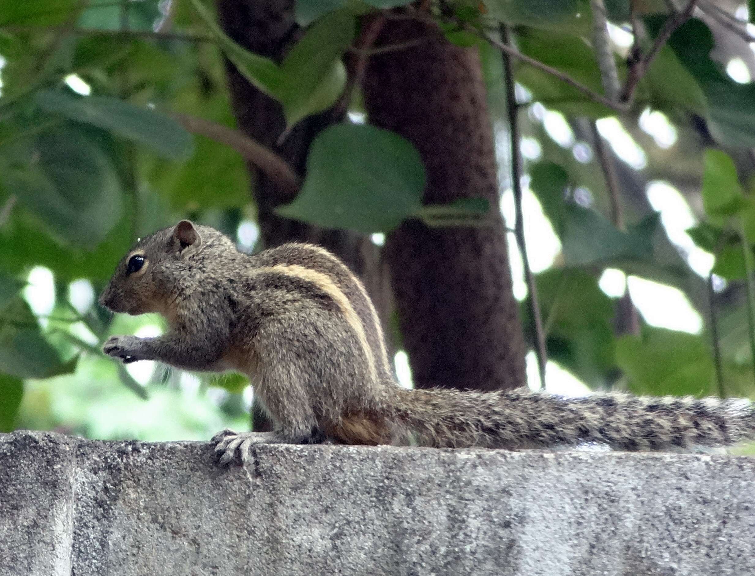 Sivun Funambulus subgen. Prasadsciurus Moore & Tate 1965 kuva