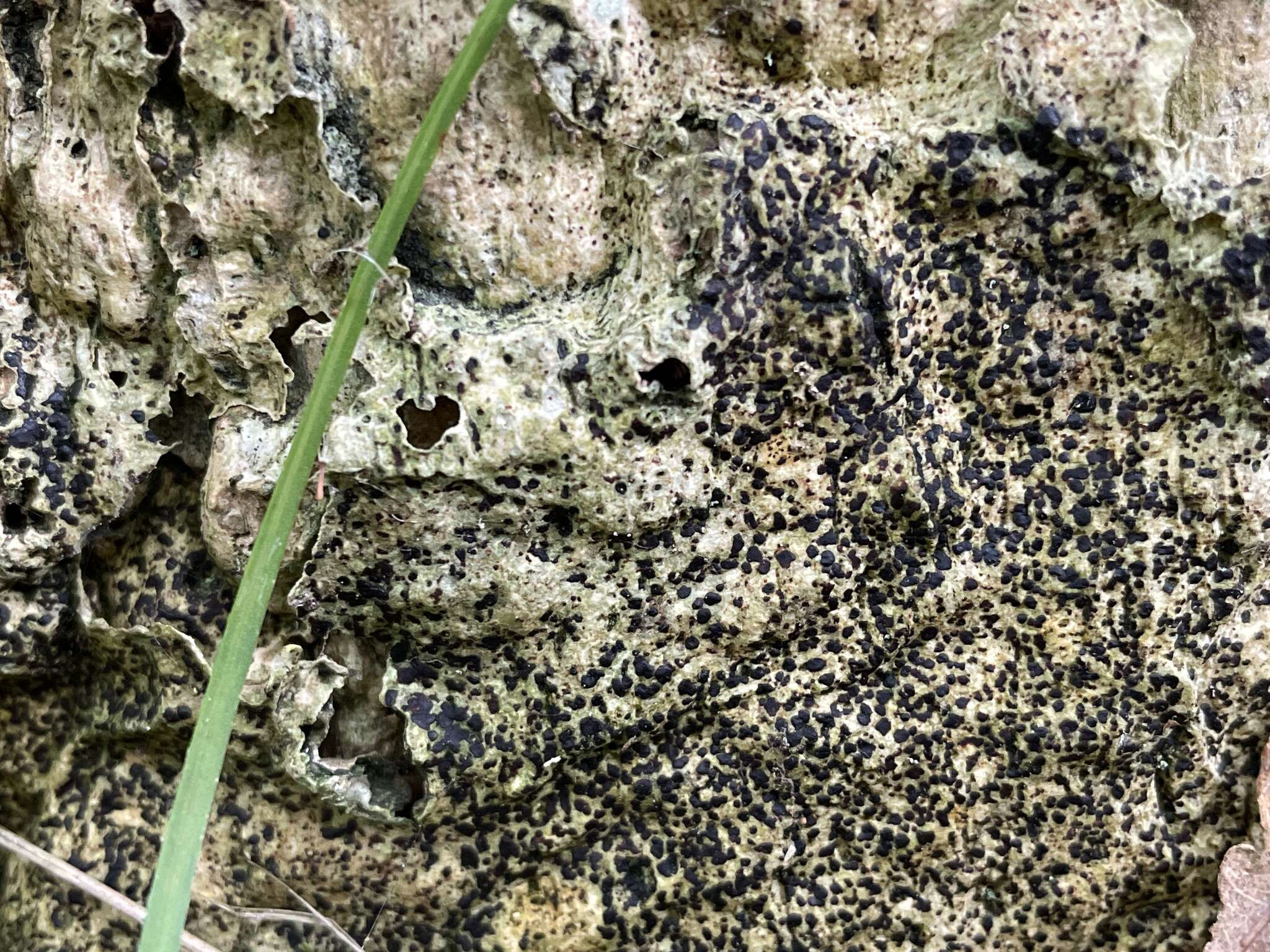 Image of dot lichen