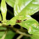 Image of Oropterus coniger White 1846