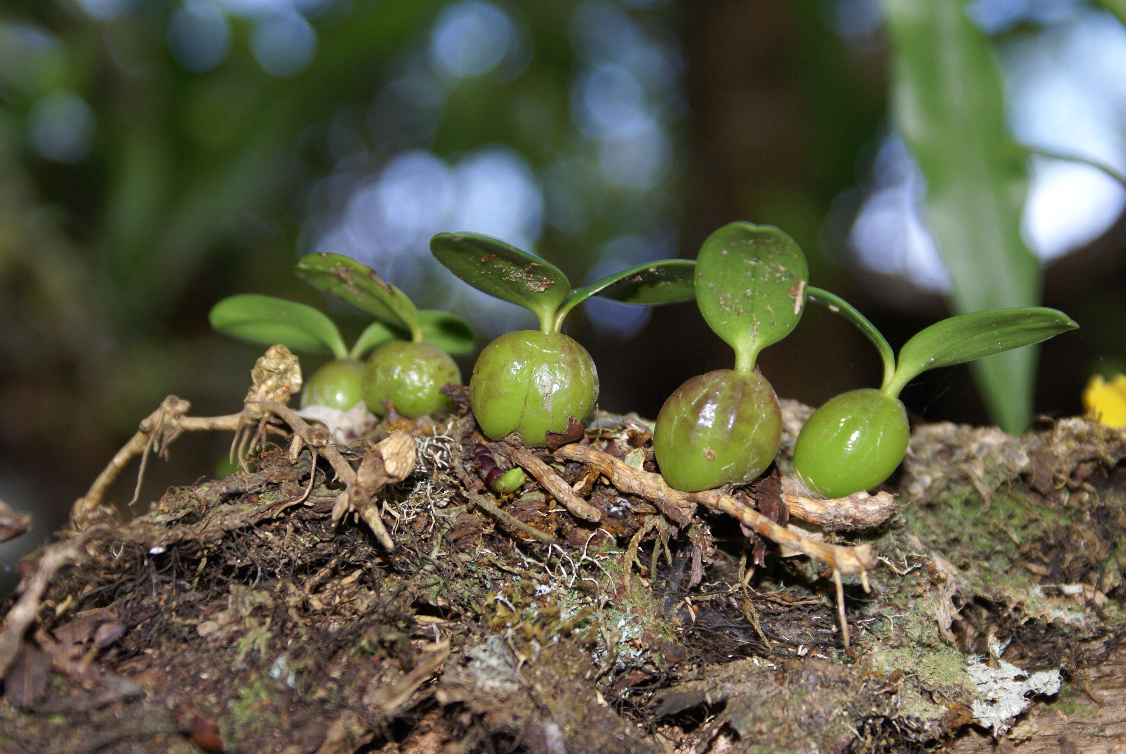 Image of Bulbophyllum nutans (Thouars) Thouars