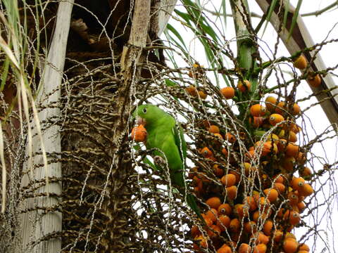 Image of Plain Parakeet