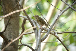 Image of Anthus hodgsoni yunnanensis Uchida, Kuroda & Nagamichi 1916