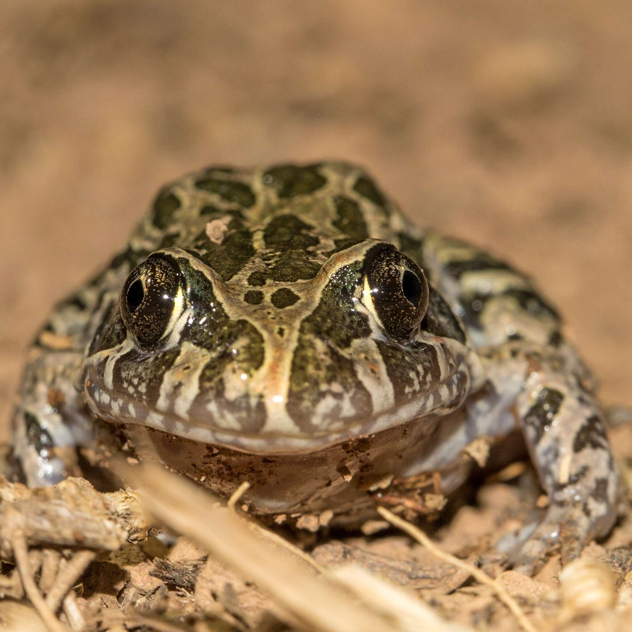 صورة Limnodynastes convexiusculus (Macleay 1878)